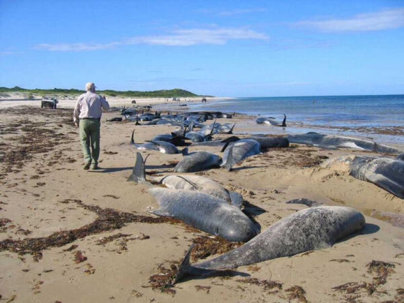 气候变迁冲击热带区域生态系统，《科学》期刊指出亚马逊湖区过去30年平均每10年升温0.6度，远高于全球平均。