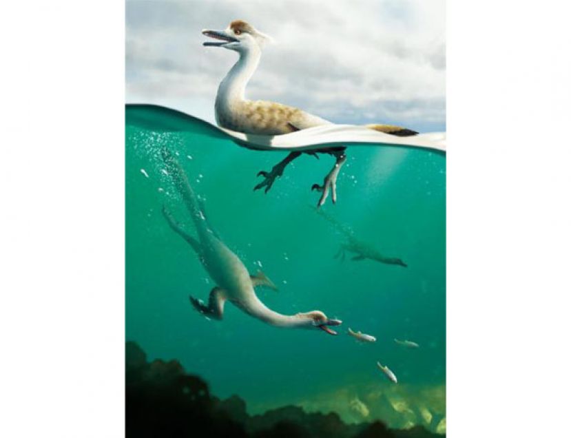 恐龙新物种Natovenator polydontus的复原图。