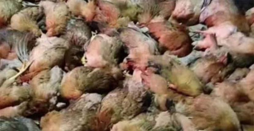 鸡生性胆小，或因爆竹巨响受惊压死。