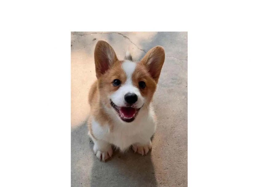 中国首只柯基警犬亮相，腿短可搜索车底与狭窄空间。