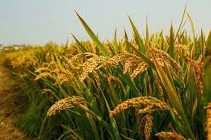 稻作成本飙升冲击生计 约三成稻农或停耕转作