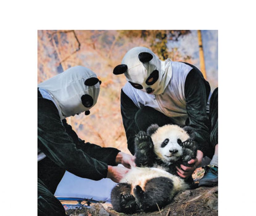 研究人员给大熊猫幼仔进行健康检查。