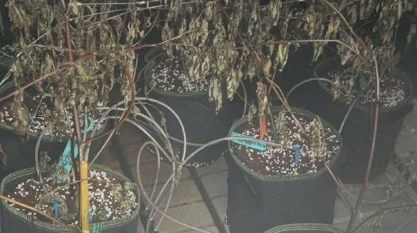  泰国芭提雅市中心一栋大麻种植厂发生火灾。