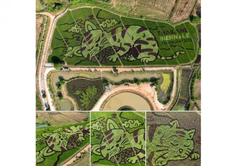 泰国一名稻农艺术家近日将稻田种成巨形猫咪，模样超可爱。