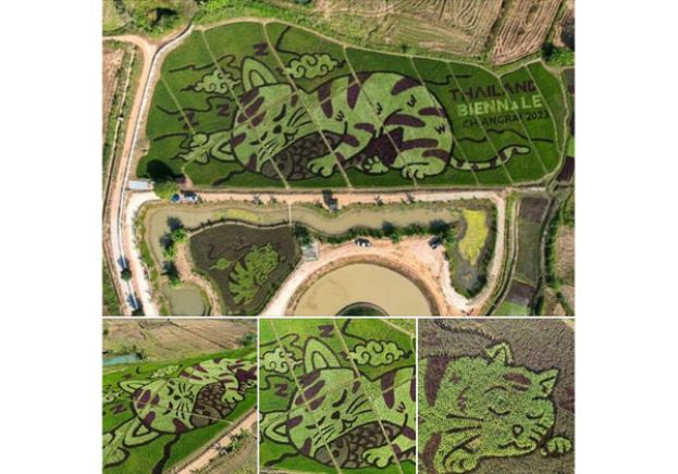 泰国一名稻农艺术家近日将稻田种成巨形猫咪，模样超可爱。