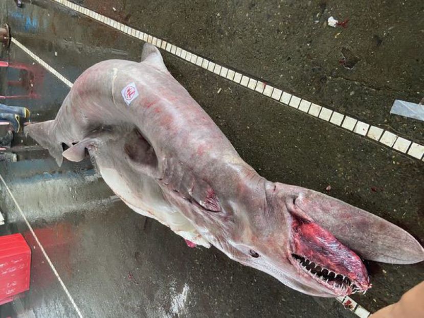 宜兰渔民底拖网抓到怀6宝的哥布林鲨。