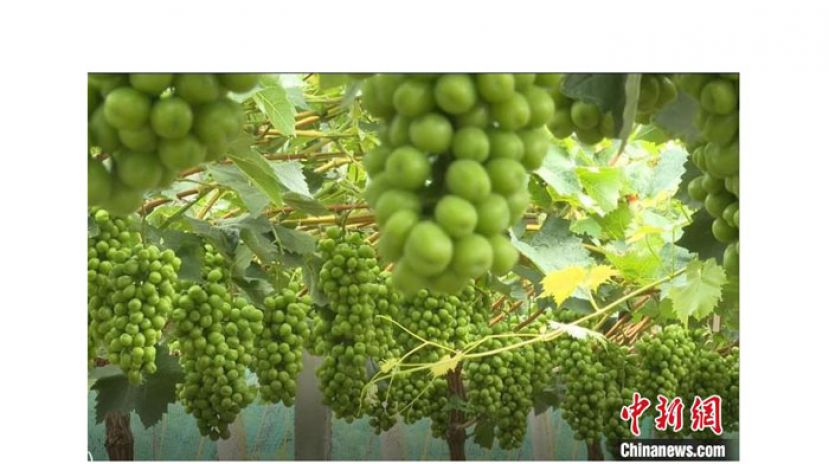 浑圆饱满的葡萄挂满枝头。