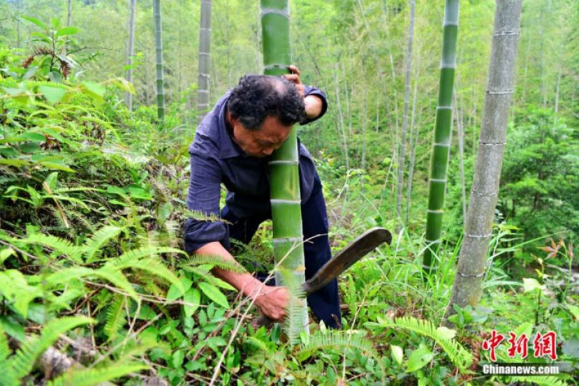 福建省将乐县申报的&ldquo;将乐竹纸制作技艺&rdquo;被列入中国第二批国家级非物质文化遗产名录。图为竹纸制作技艺传承人刘仰根在将乐县砍伐竹材。