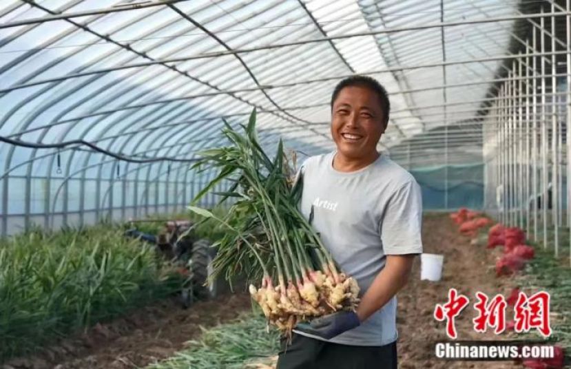 姜农拿着大棚种植的大姜。