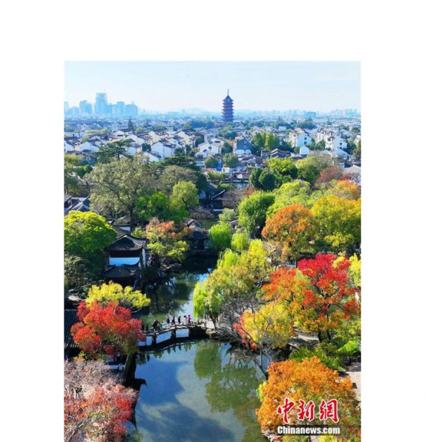 初冬时节的江苏苏州风和日丽，天高气爽。该市拙政园、狮子林、网师园等古典园林里，银杏、红枫、乌黭等古树名木霜染如花，并与池水、亭台楼阁交相辉映。