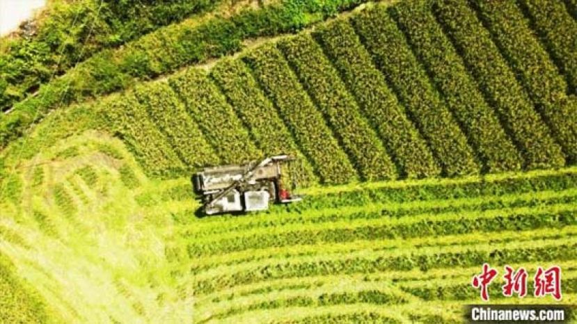 &ldquo;中国制种大县&rdquo;的新&ldquo;稻&rdquo;路。