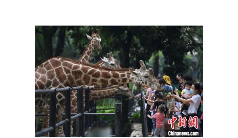 广州动物园的长颈鹿与游人。