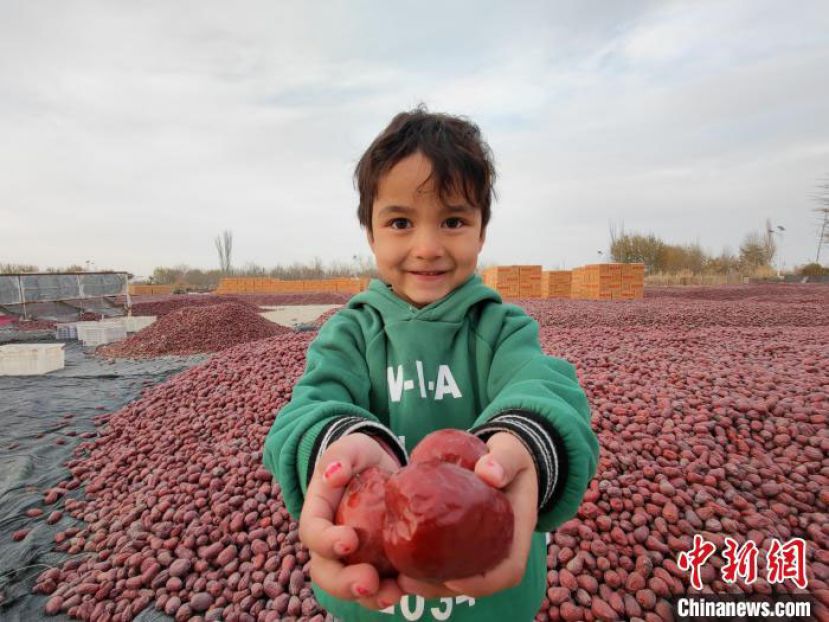 红枣产业已成为昆玉市极具特色的支柱产业。