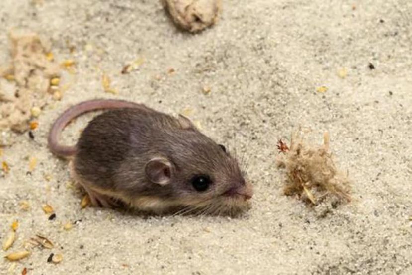 美国加州一老鼠获吉尼斯 &ldquo;最长寿老鼠&rdquo; 称号