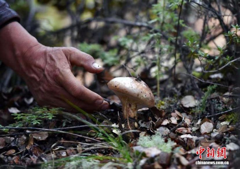 五旬藏族“松茸猎人”扎称在甘孜州乡城县色坝村找到一朵松茸。