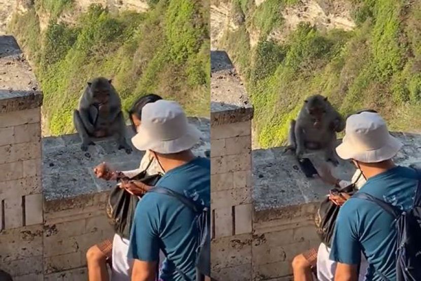 猴子抢走游客手机，逼游客拿食物当赎金。