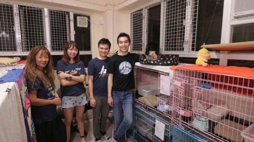 （左起）小花、Crystal、Alan与阿贤，是香港拯救猫狗协会驯猫组的骨干成员。他们每周均会结伴到协会的猫舍，帮忙照顾舍内的恶猫。