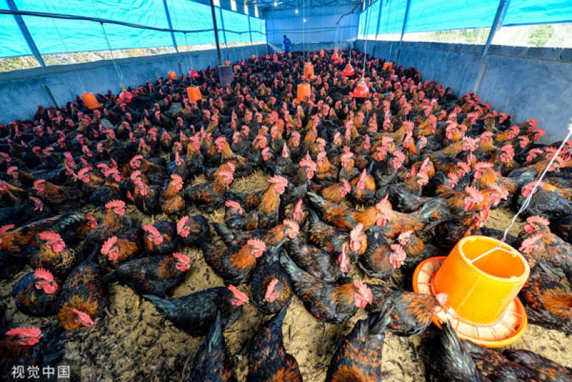 22万鸡只染禽流感死亡　阿根廷蛋价飚升禁出口禽类