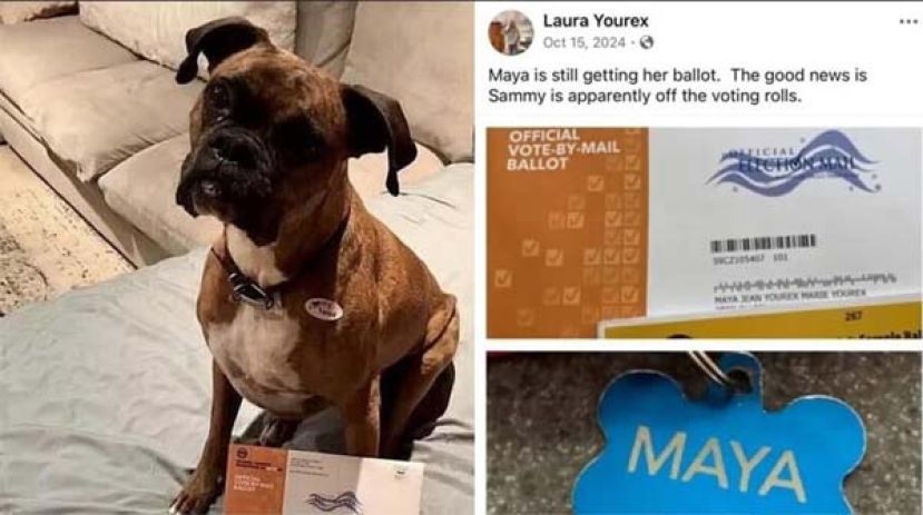 为爱犬注册&ldquo;选民&rdquo;投票，加州妇女面临6年徒刑。