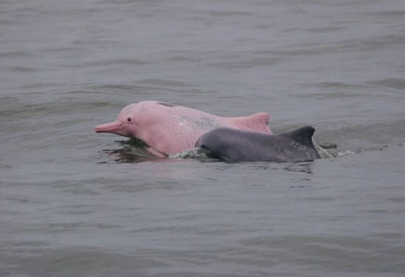 在三娘湾守护中华白海豚　于山海间传播生命教育