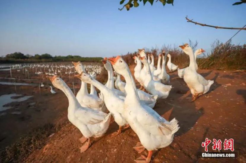 六安市当地农户养殖的皖西白鹅。