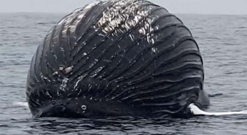 挪威海岸现诡异巨大黑色球体，渔民看清楚原来是鲸爆。