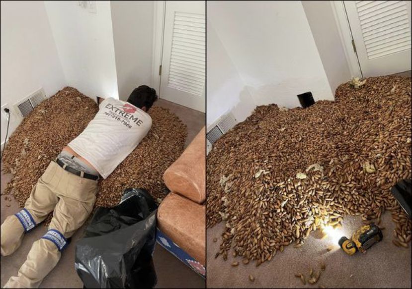 勤劳啄木鸟在他家狂存橡果，师父挖出317公斤傻眼，&ldquo;堆到阁楼上了&rdquo;。