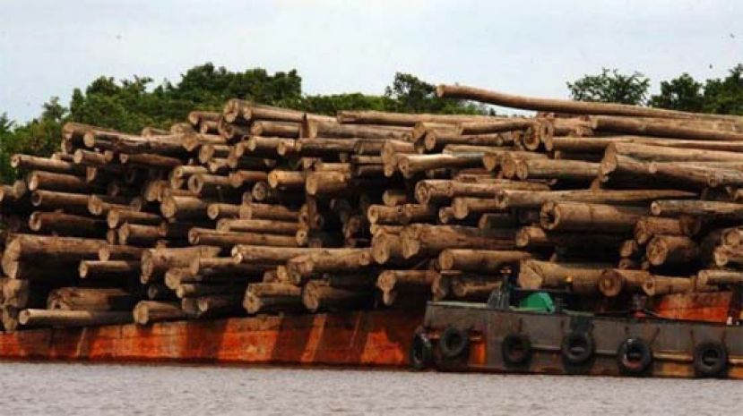 阻进口与森林砍伐有关商品，欧盟新法或影响印尼巴西。