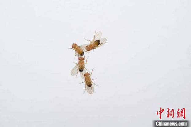 暴露在浓度略微升高的臭氧（100 ppb）中15分钟后的4只雄性果蝇开始出现互相求偶的行为。