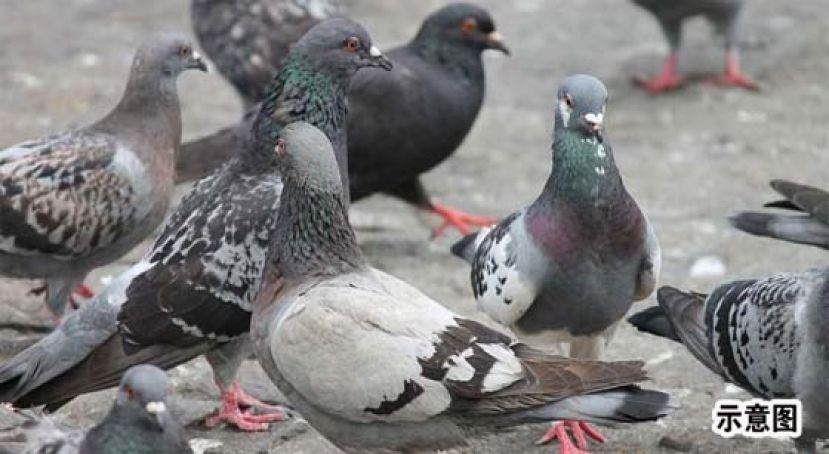 故意开车杀鸽子 被捕司机：该闪的是它们。