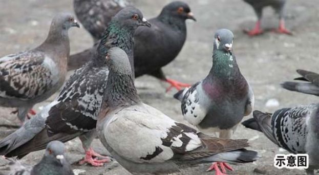 故意开车杀鸽子 被捕司机：该闪的是它们。