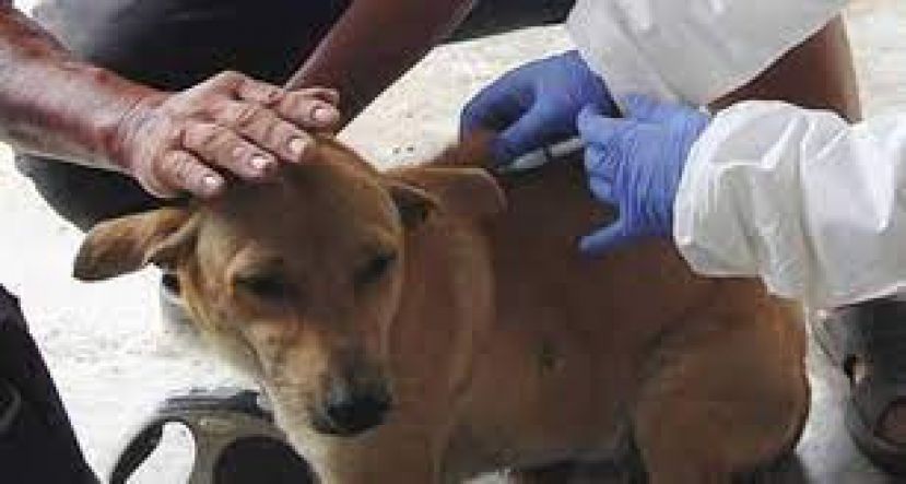 今年1月份迄今 砂拉越报18宗狂犬病16人逝世