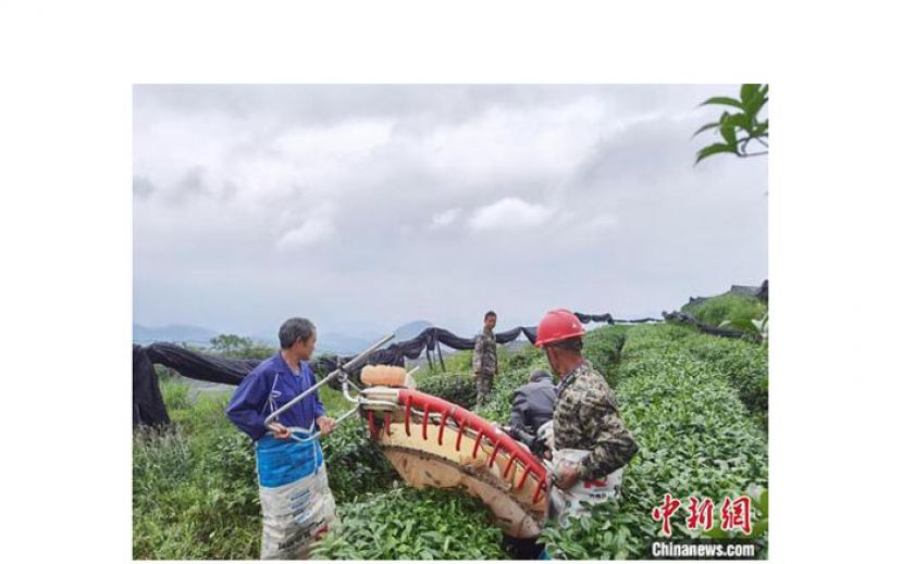 陈启勇指导村民用机械采收制作抹茶的茶青。