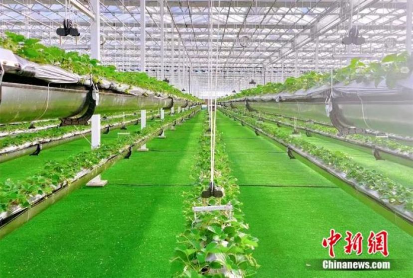 不见鲁Q，吃菜犯愁！这座小城如何拿下 &ldquo;长三角&rdquo; ？