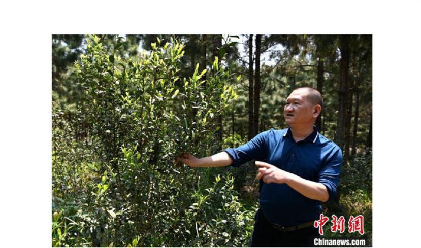 张高汉看到在松树林下套种长势喜人的清明茶，兴奋不已。