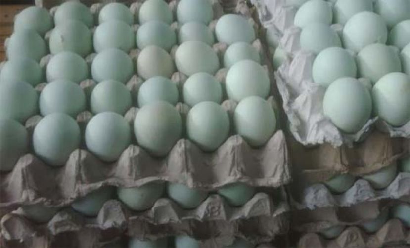 台湾蛋荒恶化。