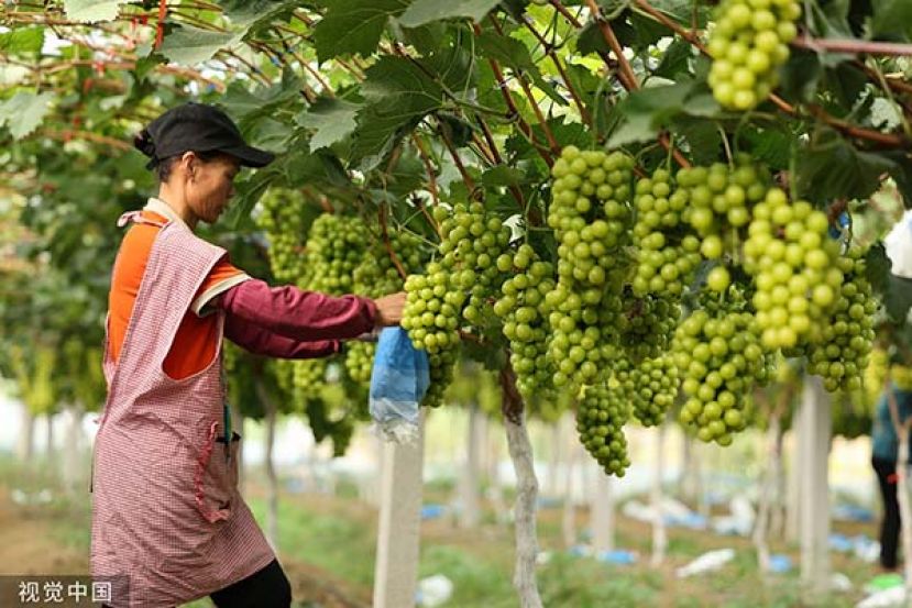 ●中国山东省日照所种植的“阳光玫瑰”葡萄，其实就是2016年惨遭携种出境的日本晴王麝香葡萄。