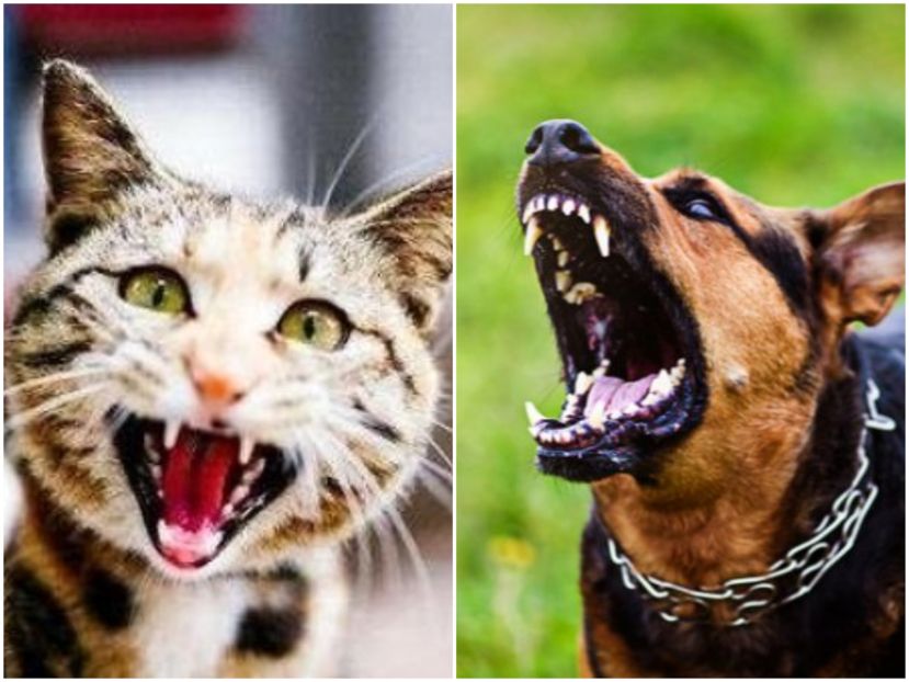 民众对狂犬病这方面的防控意识仍然偏低  染病的猫、狗都会让人致命
