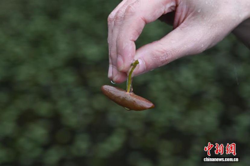 刚采摘的新鲜莼菜。