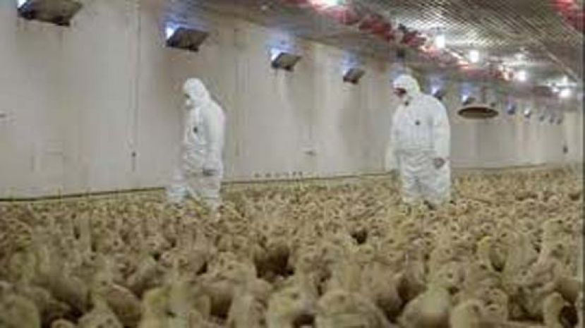 荷兰农业大省暴发禽流感疫情 逾5万只家禽被扑杀。