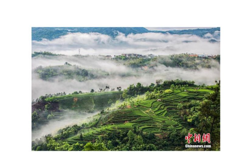 福鼎茶山美景。