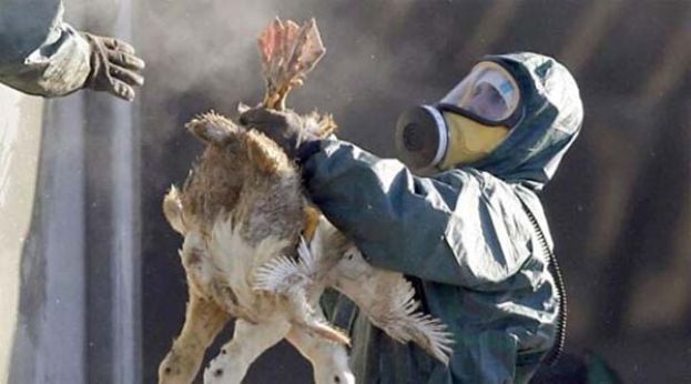 美报告全球首例，人感染H5N5死亡病例。