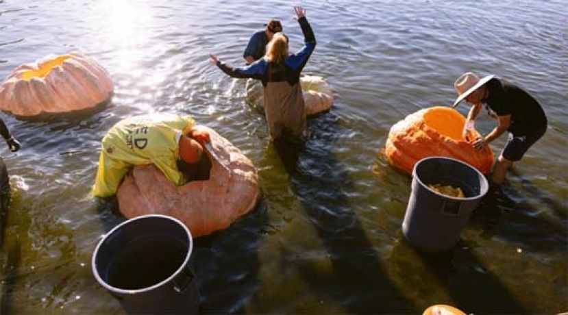 南瓜挖空，下水竞速。