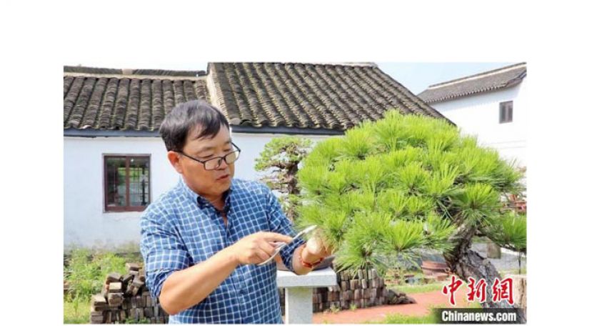 徐昊在修剪盆景。