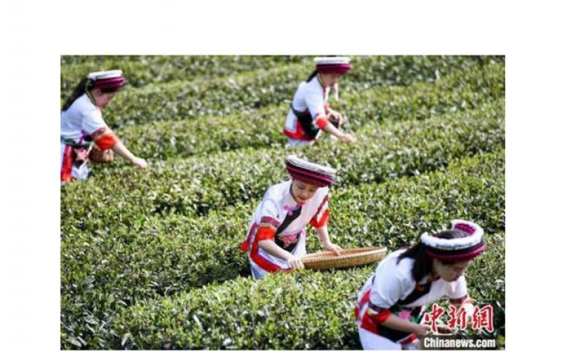 白族村民走进茶园采摘茶叶。