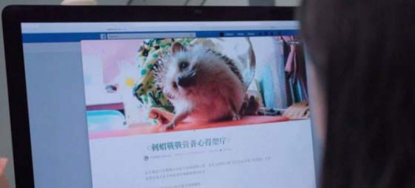 Facebook Page&ldquo;刺蝟战战的鲜食日志&rdquo;为刺友提供饲养心得。