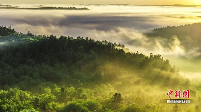 汤旺林海航拍。