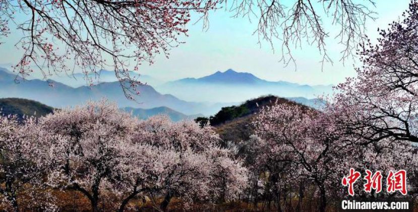 赞皇春日杏花。