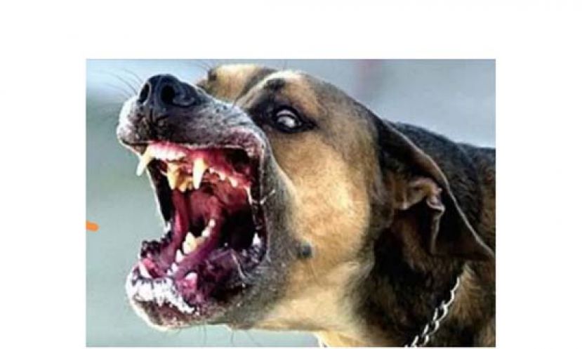 自2017年7月1日至今，狂犬病病毒已感染了砂拉越境内的24人，并夺走了23条人命。