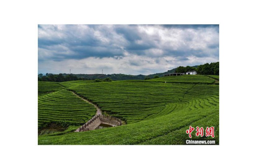 浙江丽水遂昌茶园。